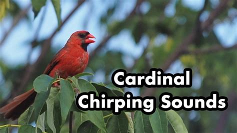 Cardinal Calling Sounds - Chirping In A Tree - Bright Red Wild Bird ...