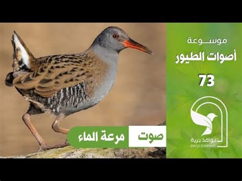 صوت مرعة الماء Water rail sound - YouTube