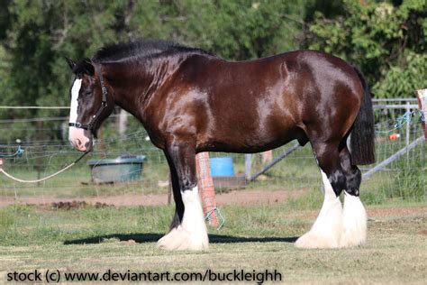 Shire draft horse conformation stock 2 by buckleighh on DeviantArt