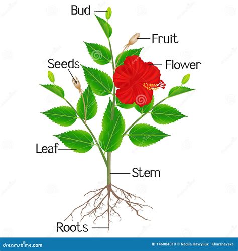 Parts of Hibiscus Plant on a White Background. Stock Vector - Illustration of leaves, design ...