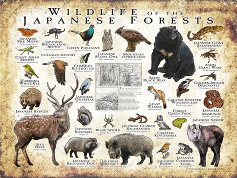 Wildlife of the Japanese Forests poster print in 2024 | Japanese ...