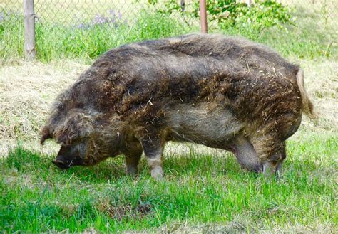 MANGALITSA, Hungary | Pig breeds, Pig, Sheep pig