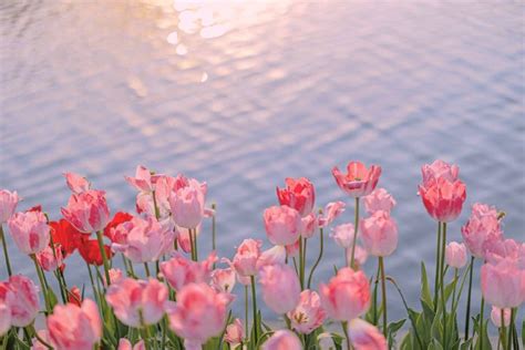 Pink Tulips at Sunset