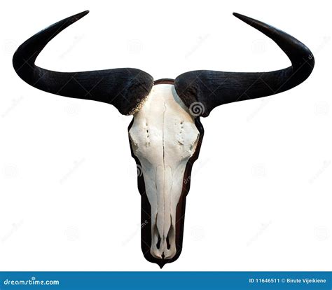 Skull of antelope stock image. Image of white, horn, animal - 11646511