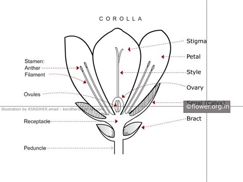 Flowers-Introduction-Perennials