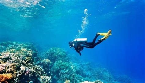 Scuba Diving In Goa 2023: An Activity You Must Consider Taking Part In