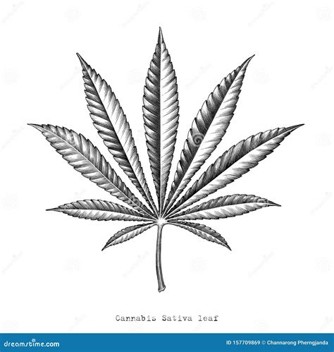 Cannabis Sativa Leaf Hand Draw Vintage Engraving Style Clip Art ...