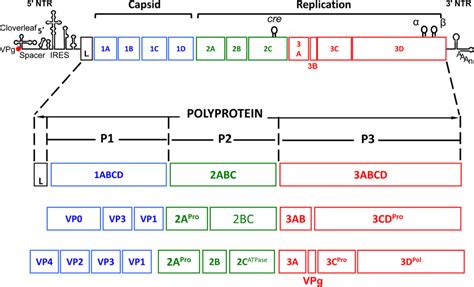 Genome structure of picornavirus and polyprotein processing. The ...