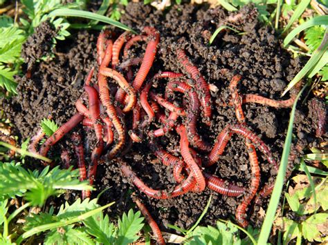 How To Get Started On A Red Worm Composting Project - RedWormFarms.com