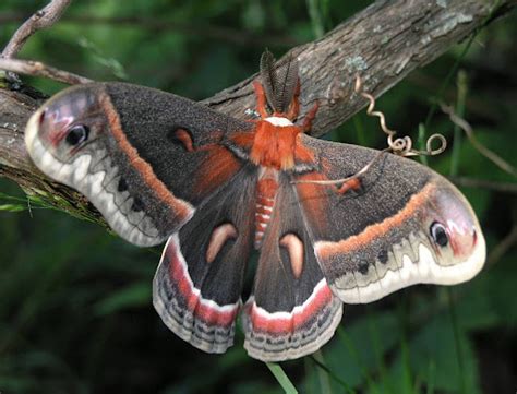 Nature in the Ozarks: Cecropia Moth Caterpillar (Hyalophora cecropia)