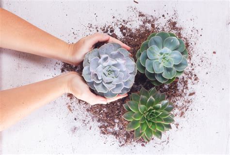 5 Best Low Light Succulents That Are Very Low-Maintenance