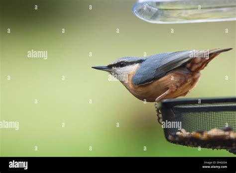 Nuthatch on bird feeder Stock Photo - Alamy