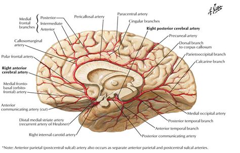 Pin on anatomy | Sketch book, Education design, Gross anatomy