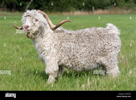 Mohair goat - Angora goat Stock Photo - Alamy