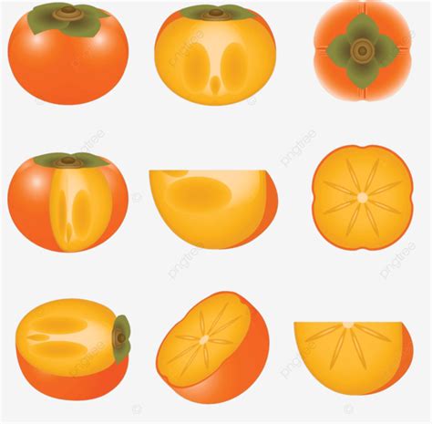 Persimmon Leaves Drawing Ripe Vector, Leaves, Drawing, Ripe PNG and ...