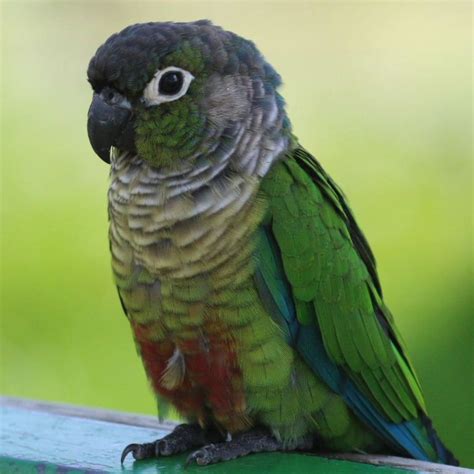 The Green-cheeked Conure is native to central South America. Description from animalphotos.me. I ...