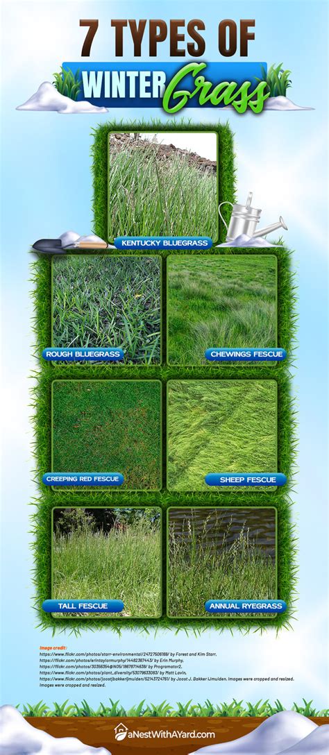 Best Winter Grass Seed Guide For 2024 - A Nest With A Yard