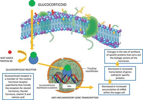 Side Effects of Glucocorticoids | IntechOpen