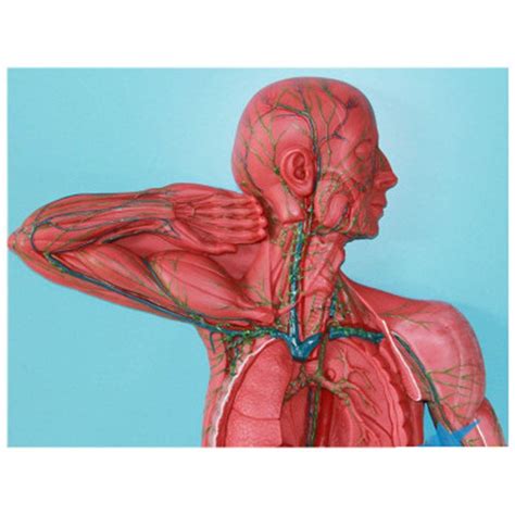 Buy Human Model, Anatomical Model of Lymphoid Organs, Human Lymphatic ...