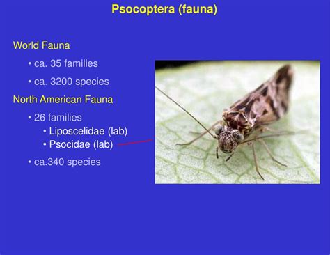 PPT - Order Psocoptera PowerPoint Presentation, free download - ID:4529794