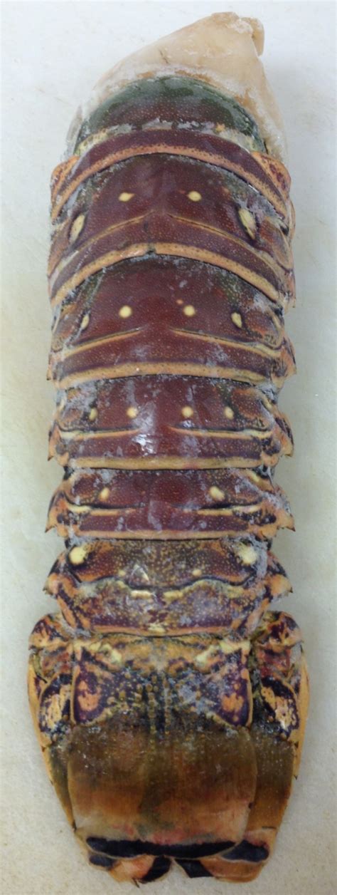 Caribbean Lobster Tail – Shaner's Land and Sea Market