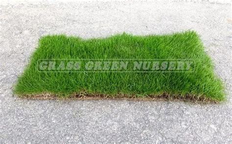 Natural Lawn Carpet Grass at Rs 7 /square feet | Mexican Grass | ID ...