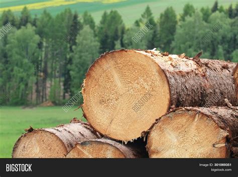 Pile Timber Logs Image & Photo (Free Trial) | Bigstock