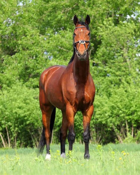 Copper Red Hair Color - Bay Horse: 15 Color Variations Of Bay Horses ...