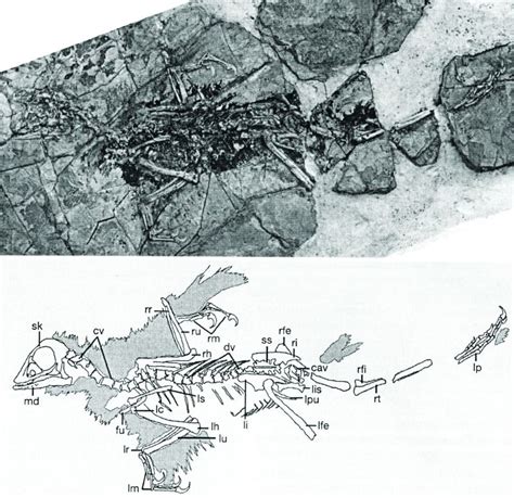 Archaeopteryx feathered dino - creation.com