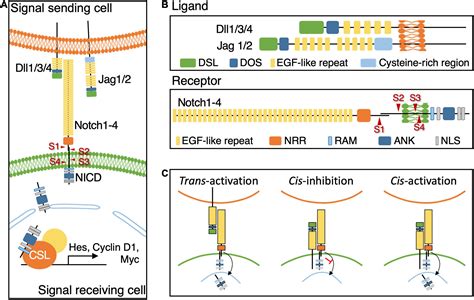 Frontiers | Evolving Roles of Notch Signaling in Cortical Development