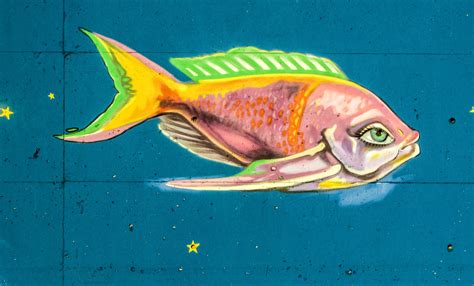 Free Images : underwater, colorful, graffiti, cyprus, paralimni, marine biology, deep sea fish ...