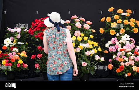 Ardingly Sussex UK 8th June 2018 - Beautiful roses on display at the South of England Show in ...