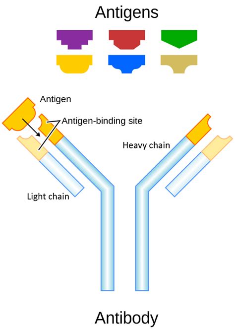 Biological Proteins | Biology | Visionlearning