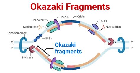 Okazaki Fragments- Definition, Formation, Significances