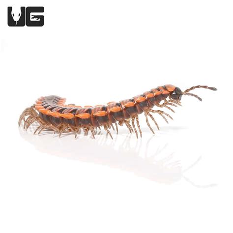 Orange Dragon Millipede (Desmoxytes Planata) For Sale - Underground Reptiles