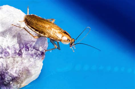 5 Signs of a German Roach Infestation and How to Get Rid of Them