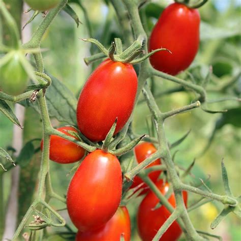 Seeds for Roma Tomato | Solanum lycopersicum | Amkha Seed