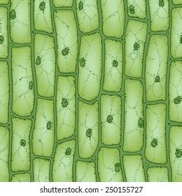 Plant Cell Nucleus Microscope