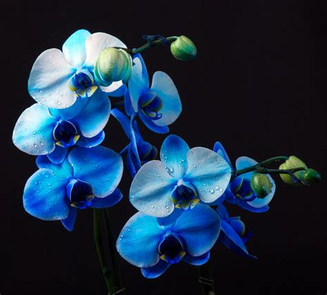 Orchid blue photo & image | plants, fungi & lichens, flowers, orchids ...