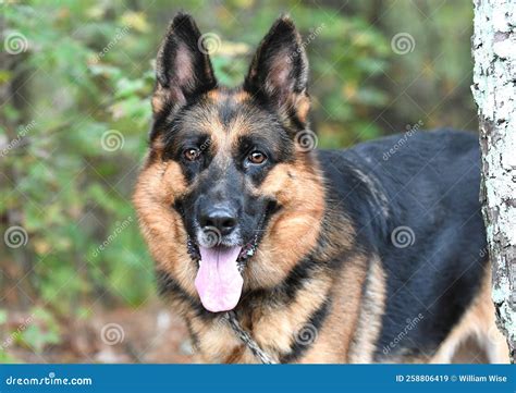 German Shepherd K9 Police Dog Stock Image - Image of bulldog, female ...