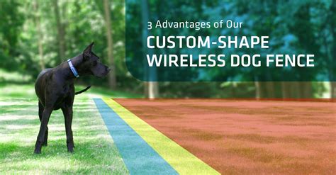 How Effective Are Wireless Dog Fences