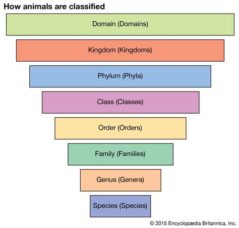 Etymology Of Penguin Names | Penguins International