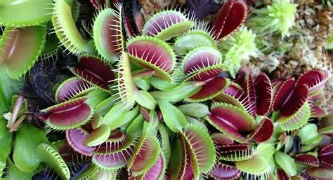 How to Feed a Venus Flytrap?- Live and Dead Prey Options - Venus ...