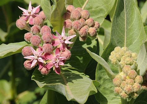 Creating a Milkweed Garden Design for Monarch Butterflies | Yardzen