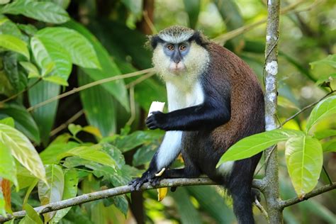 Witnessing the incredible wildlife of the Caribbean Islands | Focusing ...