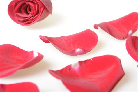 Free photo: rose petals - 14, Pedal, Valentines - Free Download - Jooinn