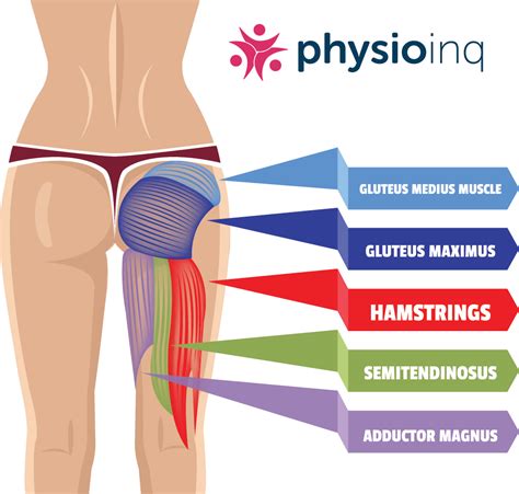 Hamstrings | Injuries & Treatment Strategies