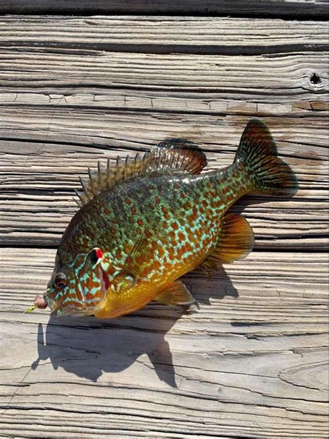 Redear sunfish - coloration is spectacular! Fishing in a marina harbor ...