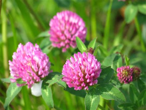 Red clover - characteristics, cultivation, care and use - live-native.com