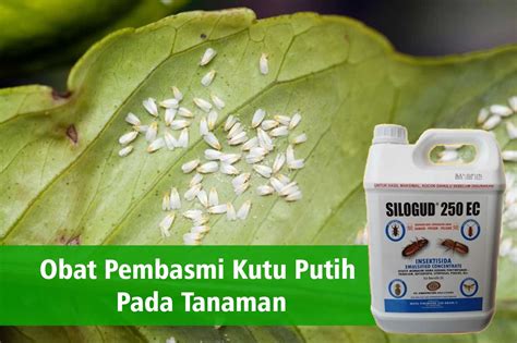 Obat Pembasmi Kutu Putih Pada Tanaman | PT. Panca Prima Wijaya